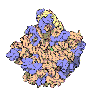truttura atomica ad alta risoluzione della subunità ribosomica minore (a sinistra) e di quella maggiore (a destra)