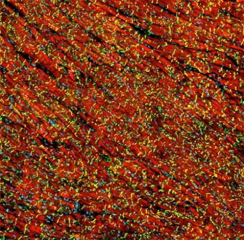 This is an optical microscopy image of cardiac muscle used to reconstruct computational models of the mouse heart