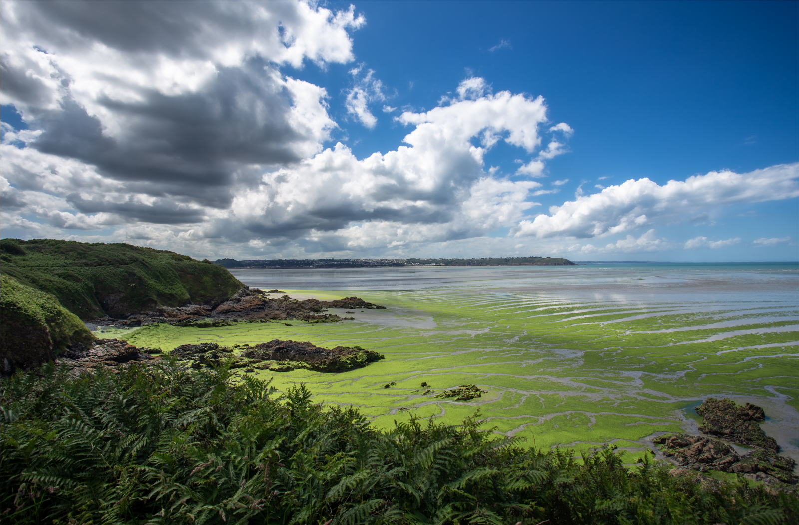 Le alghe verdi nella baia di St Brieuc