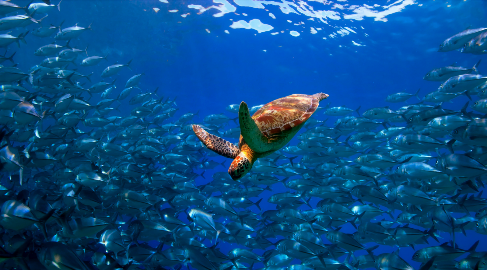tartaruga marina con banco di pesci