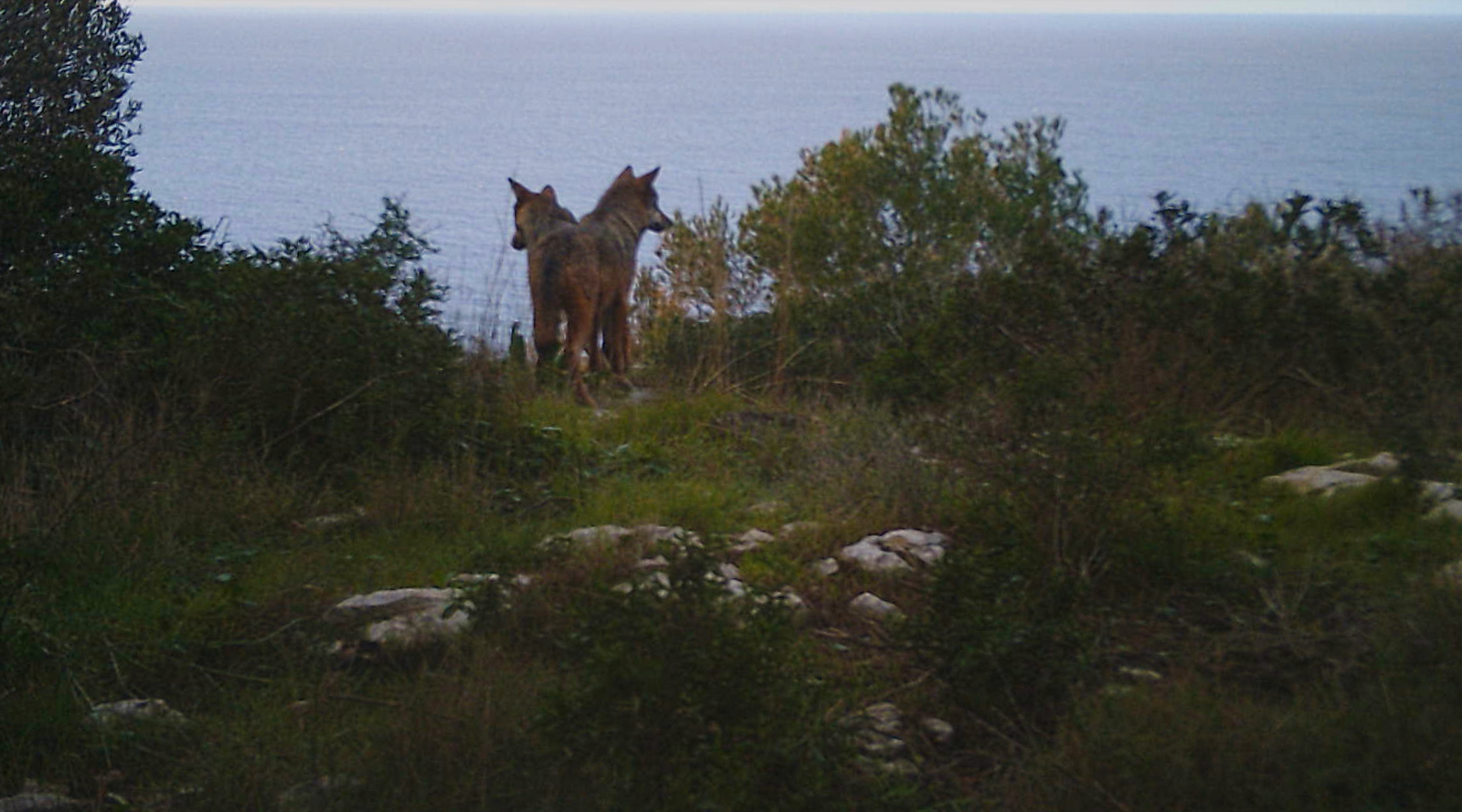 frame del fototrappolaggio con due lupi affacciati sul mare in salento
