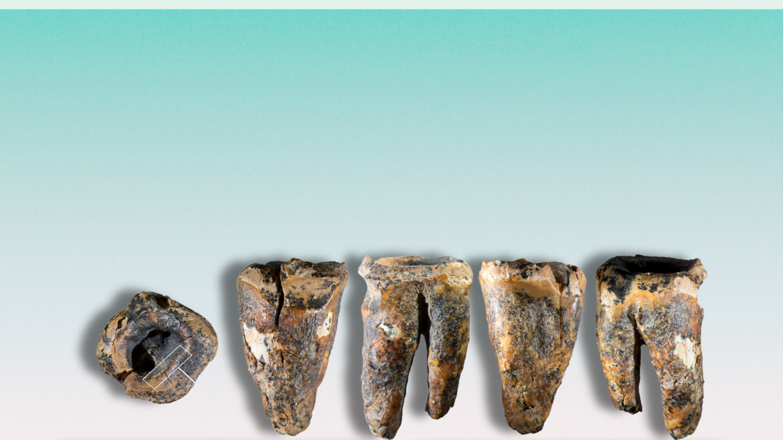 denti di neanderthal