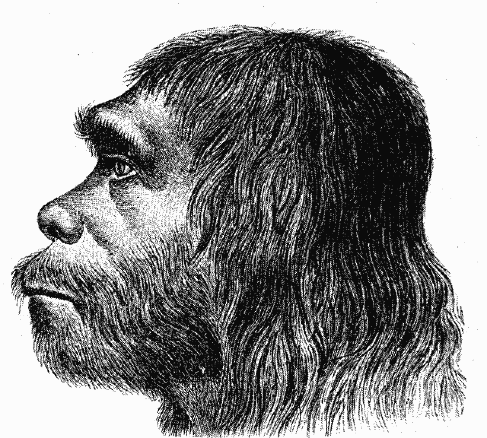 Ricostruzione Neandertal