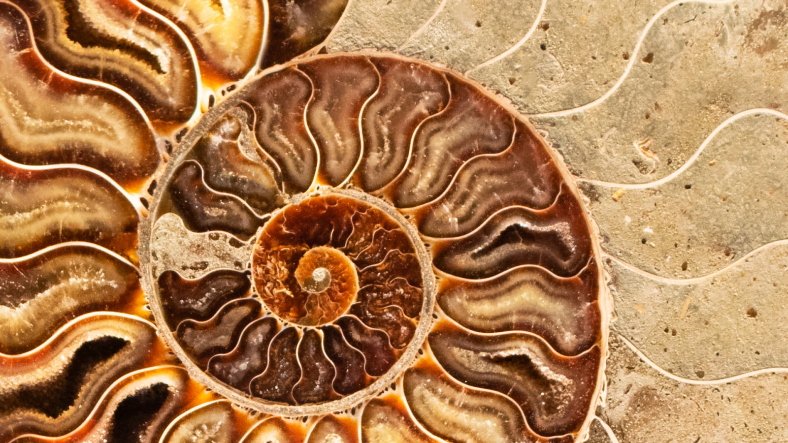 dettaglio di un fossile di mollusco