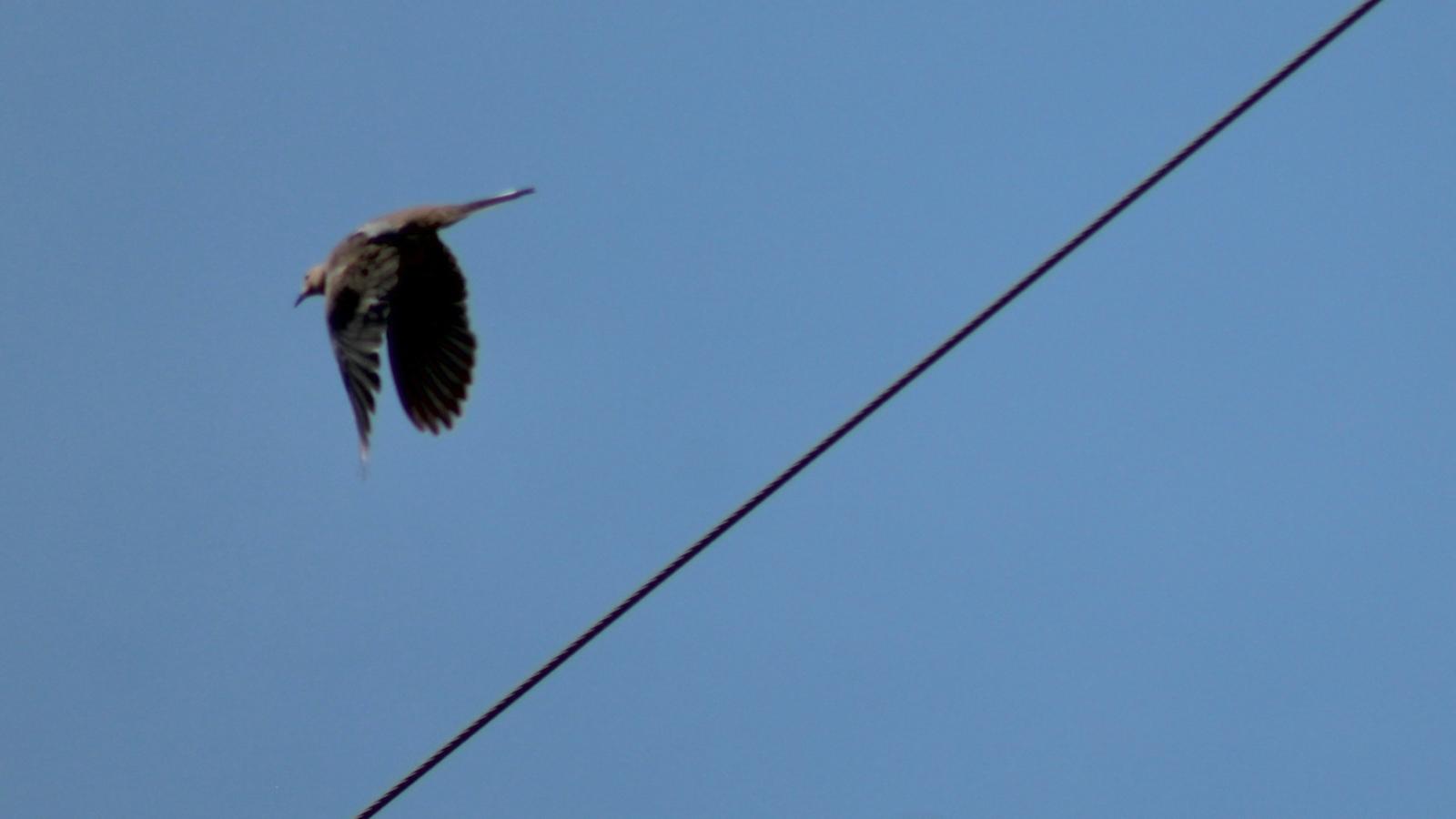 Un uccello vola accanto a un cavo elettrico