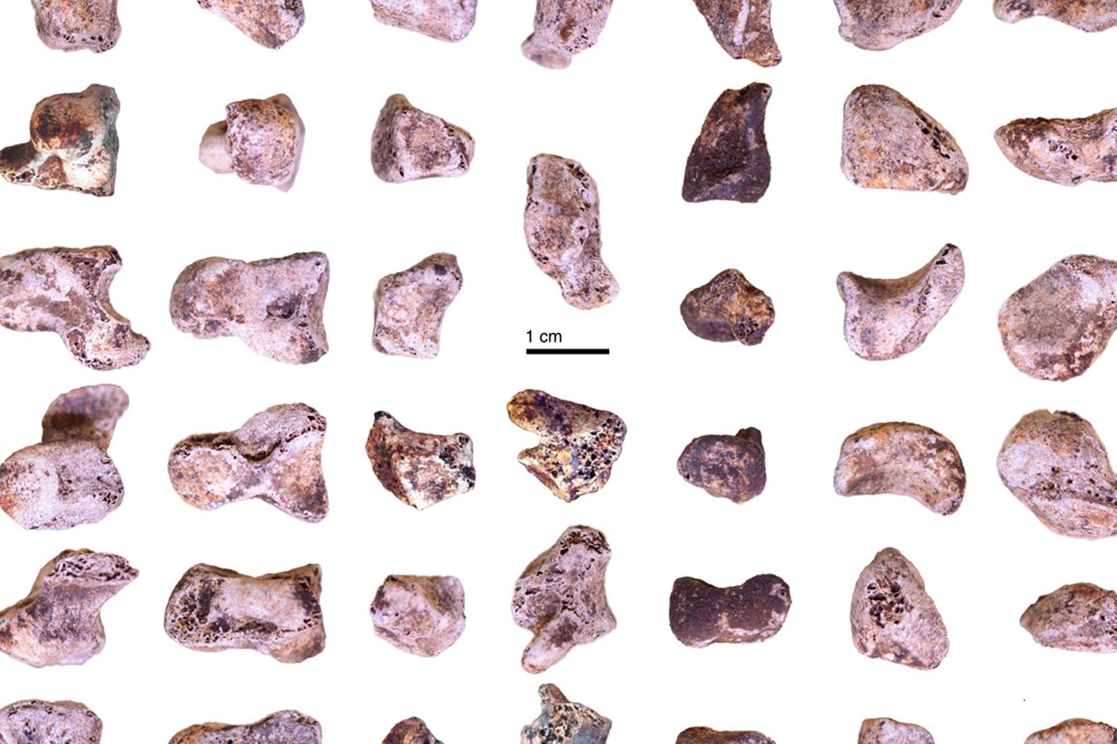 Frammenti delle ossa della mano di Homo naledi