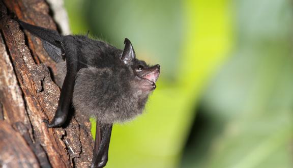giovane maschio di Saccopteryx bilineata