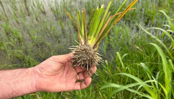 Una mano maschile che sostiene una piantina sradicata e danneggiata