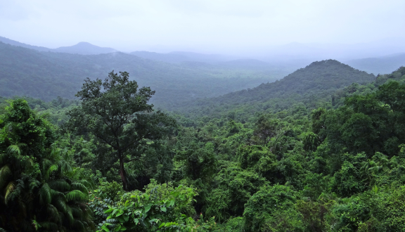 foresta amazzonica