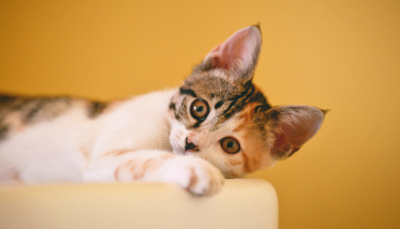 gatto su poltrona