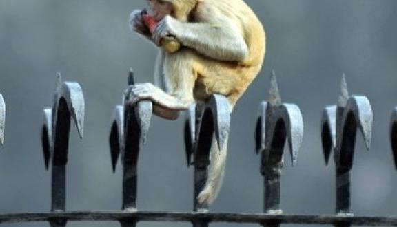 Sajjad  Hussain/Getty Images