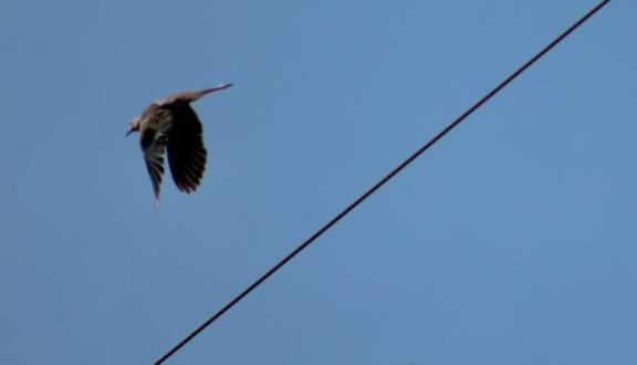 Un uccello vola accanto a un cavo elettrico
