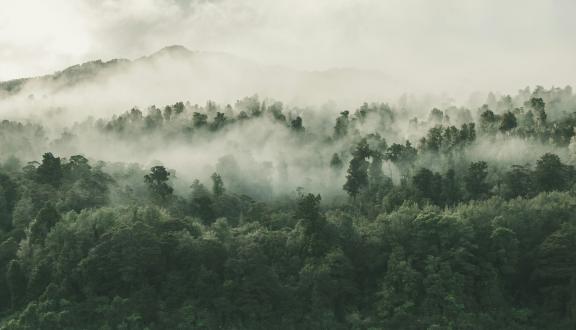 una foresta con nuvole