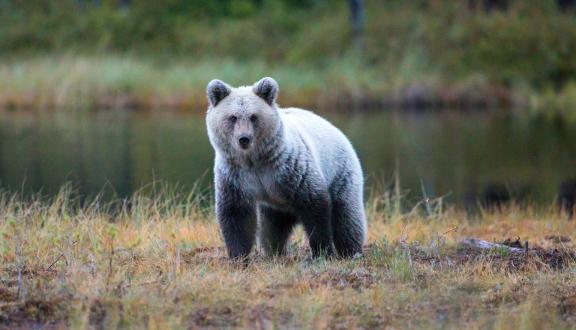 Foto di un orso